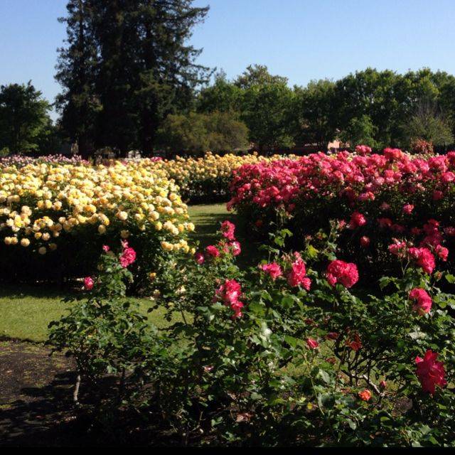 Municipal Rose Garden El Paso Texas