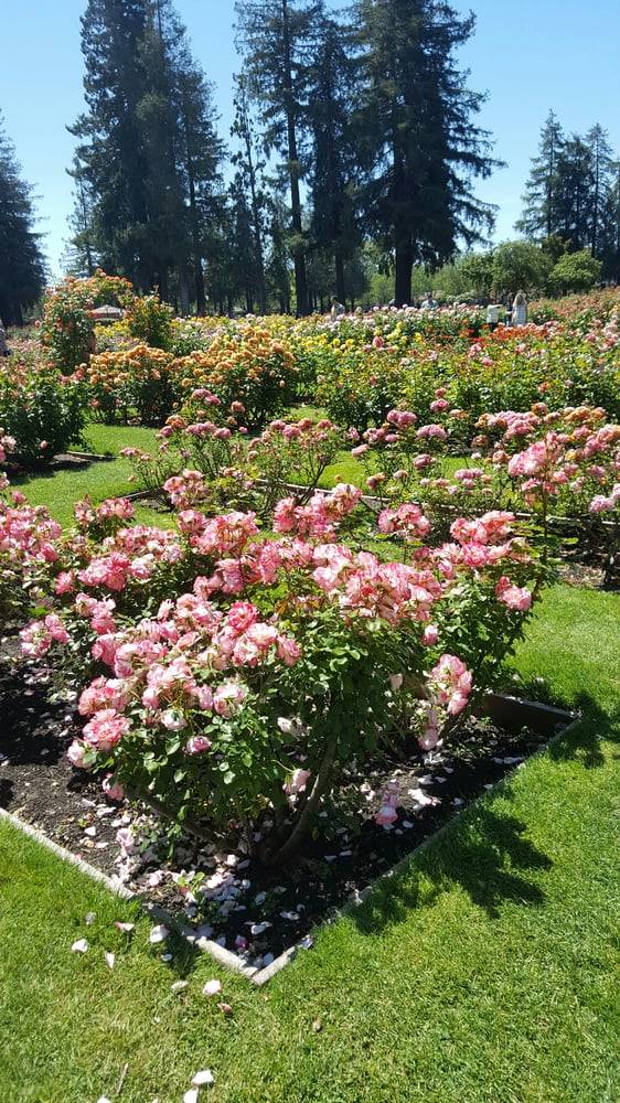 San Jose Municipal Rose Garden Rose Garden San Jose