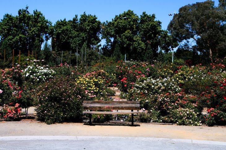 The Beautiful Municipal Rose Garden In Tyler Texas Texas Gardening