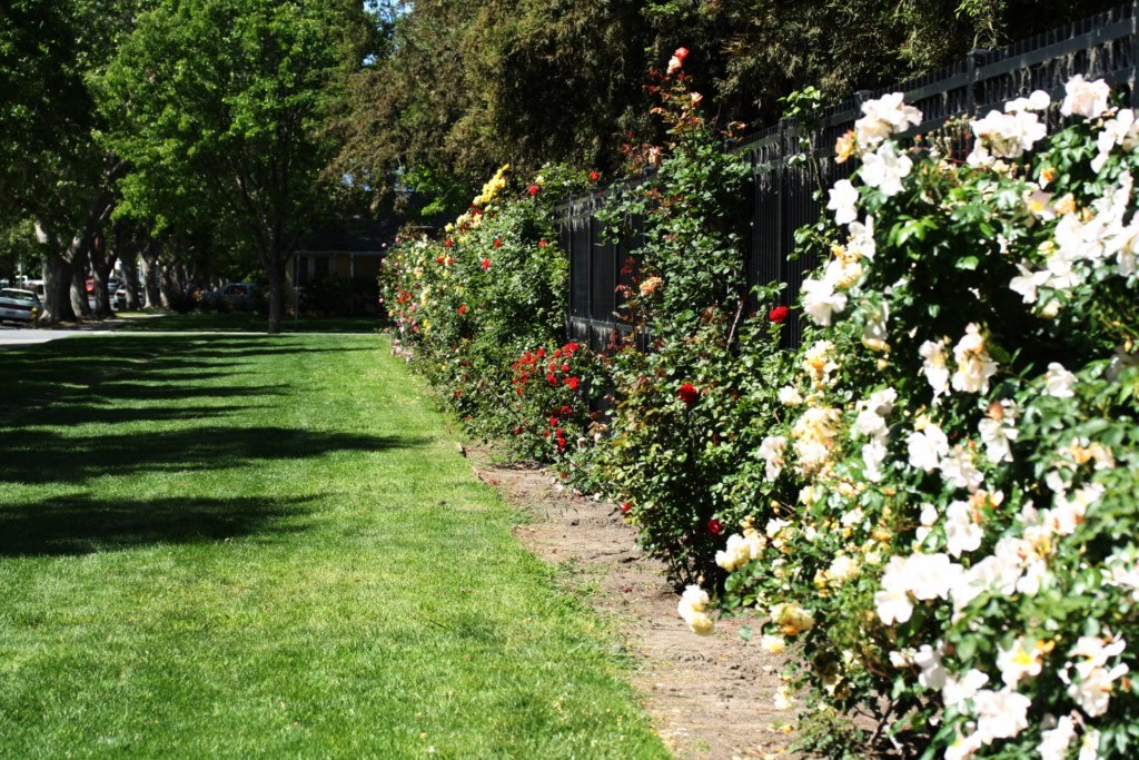 Tyler Municipal Rose Garden