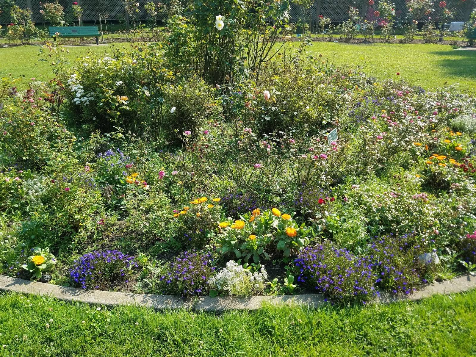 Golden Celebration Rose Garden Design