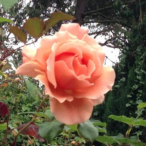 Golden Gate Park Rose Garden