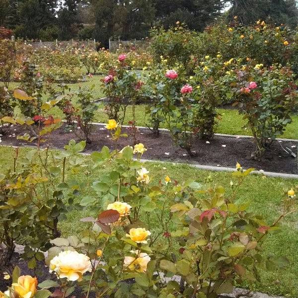 Rose Garden Golden Gate Park Tips