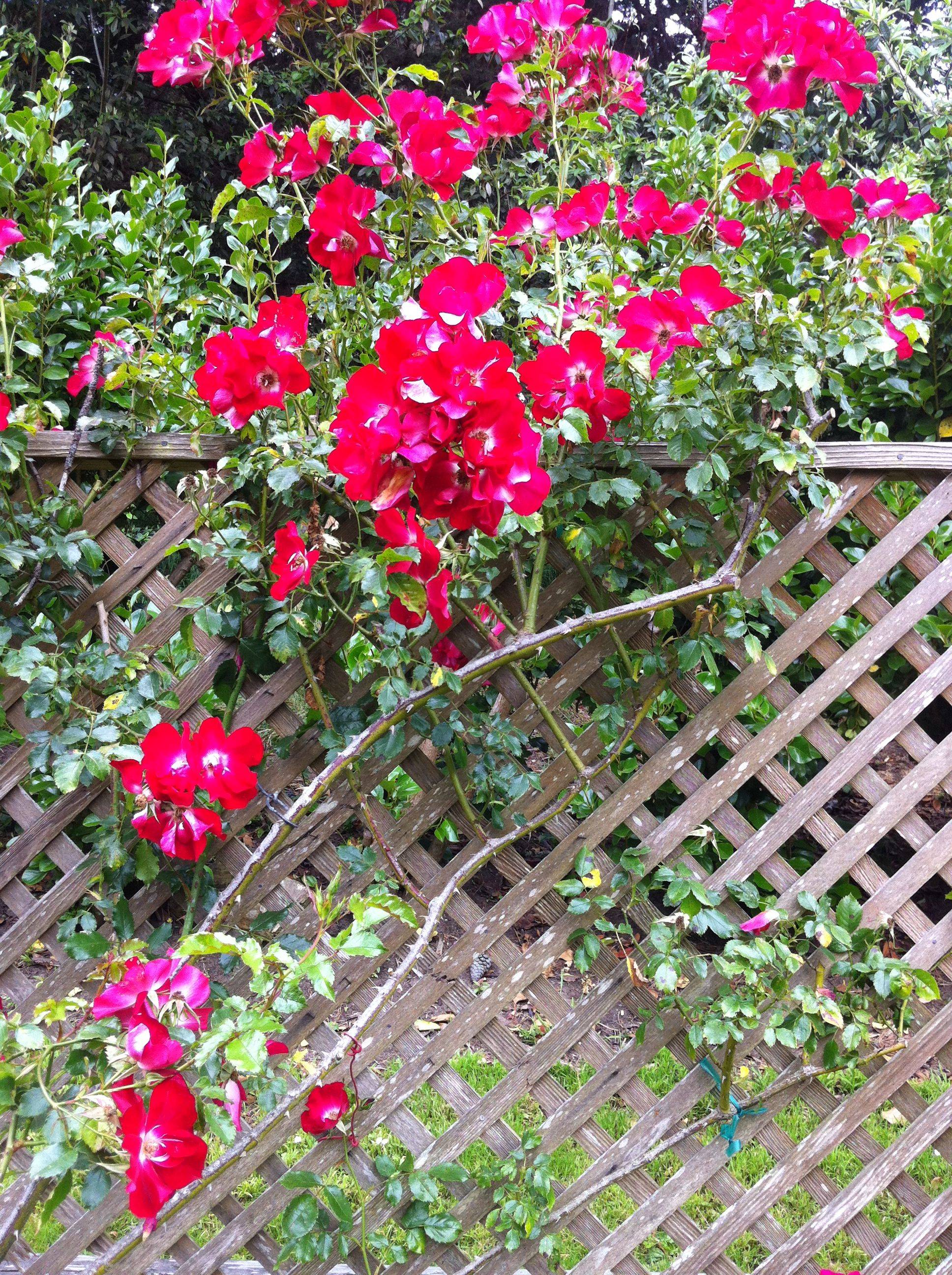 Rose Garden Golden Gate Park Tips