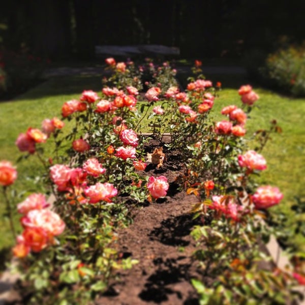 Rose Garden Golden Gate Park Tips