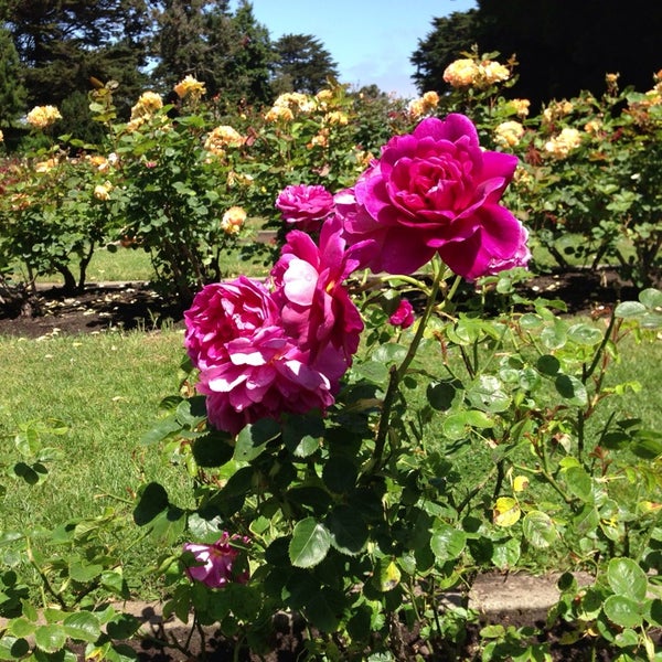 Rose Garden Golden Gate Park Tips