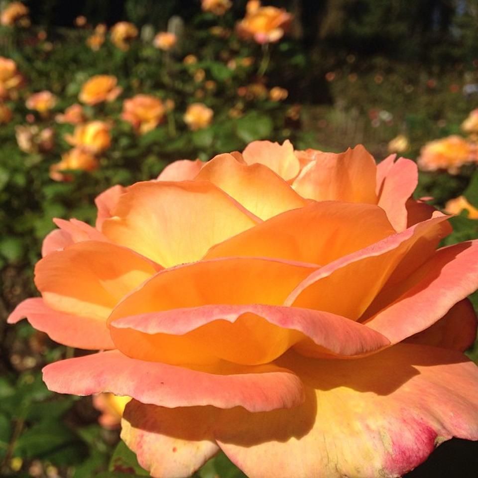 Rose Garden Golden Gate Park Tips
