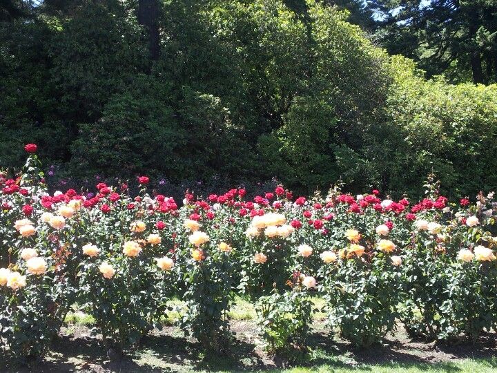 Rose Garden Golden Gate Park Tips