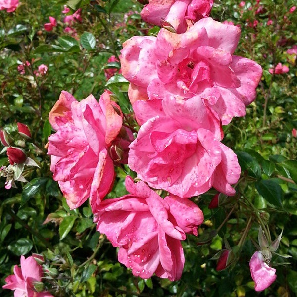 Rose Garden Golden Gate Park Tips