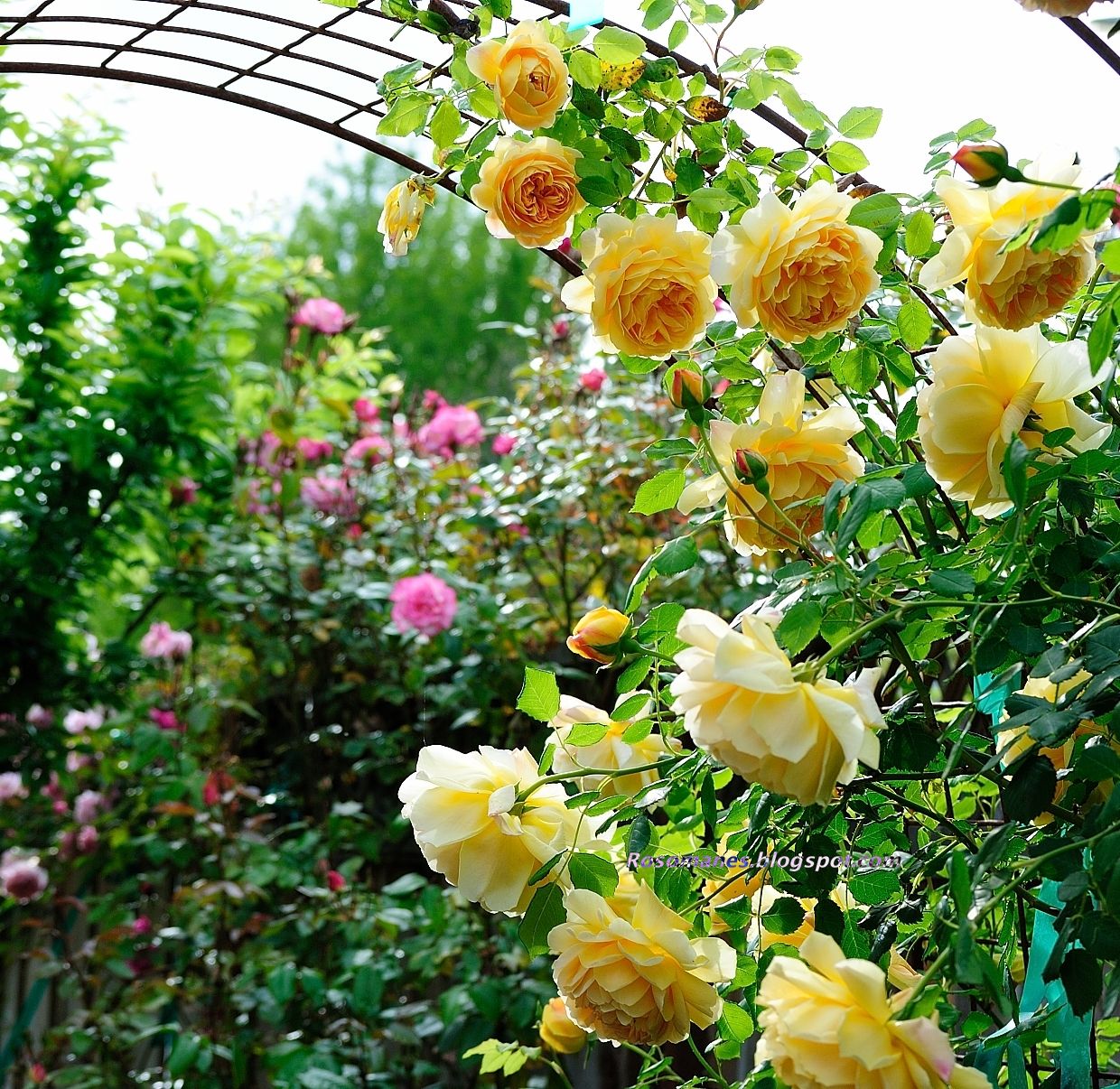 Rose Garden Golden Gate Park Tips