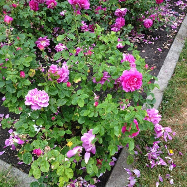 Portland Oregon Rose Garden Portland