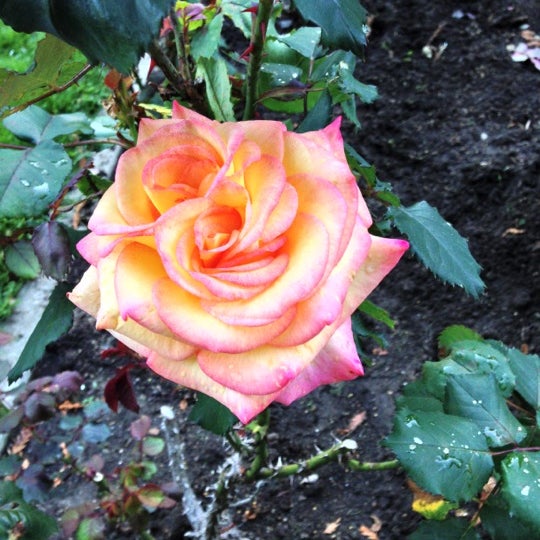 Portland Oregon Rose Garden Portland