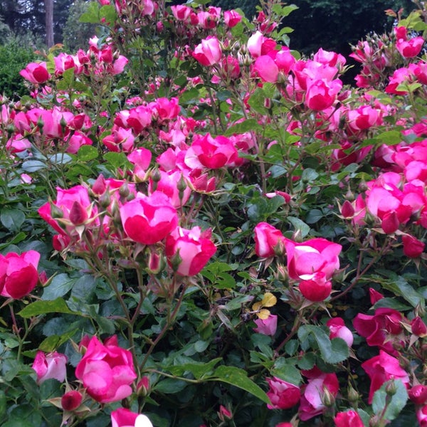 San Franciscos Golden Gate Park