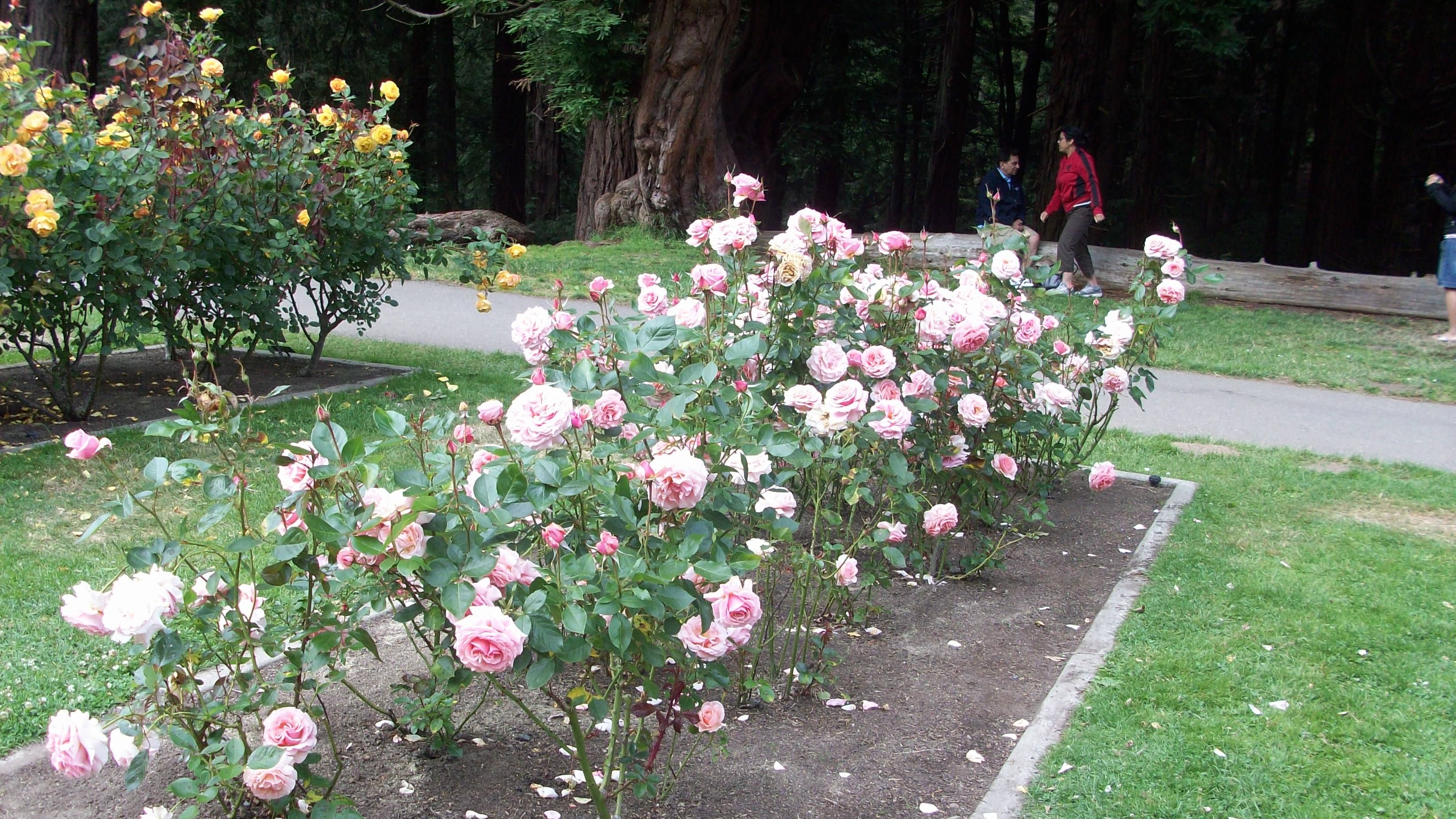 The San Francisco Rose Garden