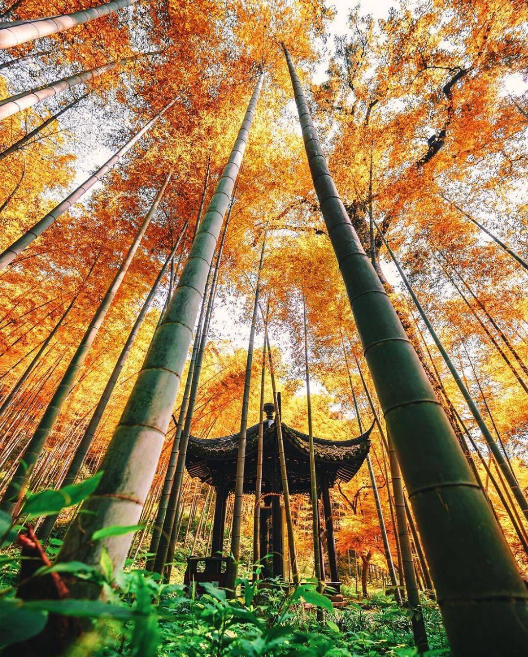 Xixi National Wetland Park