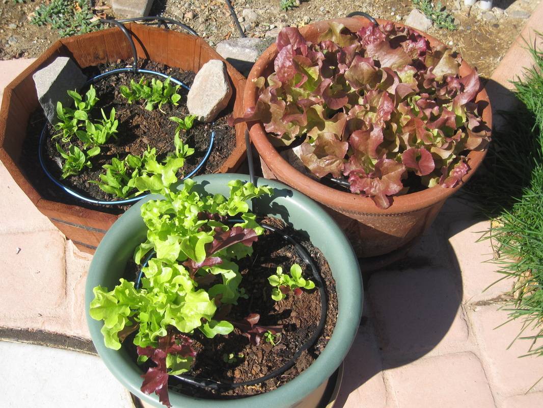 Container Gardening Heirloom Tomatoes