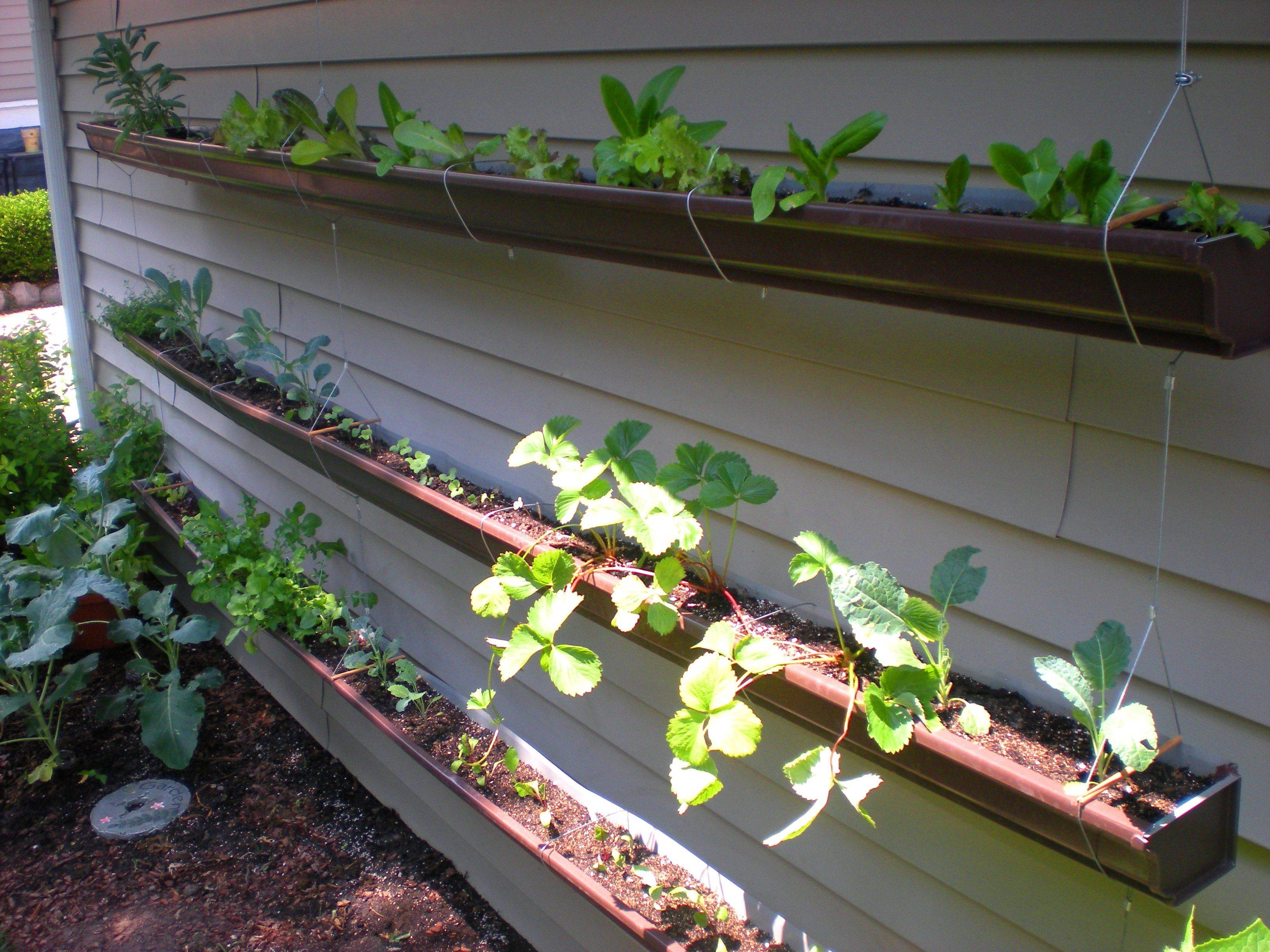 Organic Heirloom Vegetables