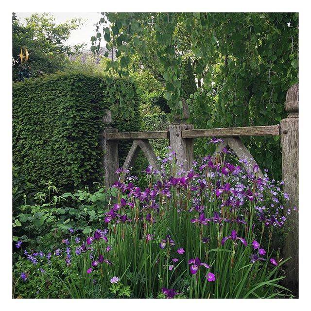 Waterhydrangeawollertonoldhall Rosewarne Garden Designs