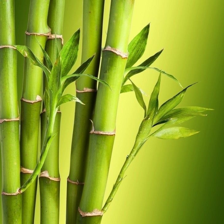 Comfy Bamboo Garden Dcor Ideas Garden Decorations