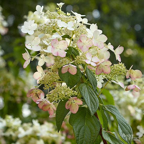 Heavenly Blooms Garden Ideas