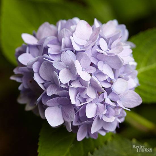 Amazing Garden Design Ideas