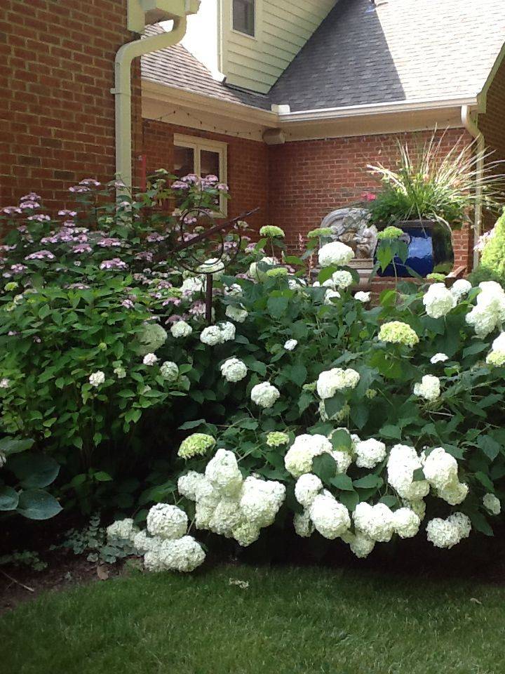Grape Hyacinth Flowers