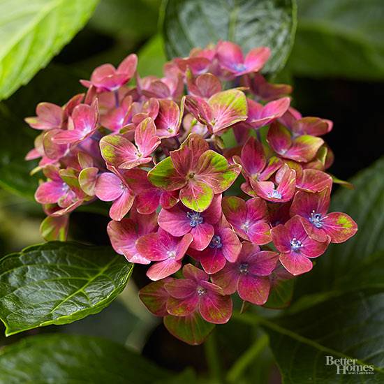 Beautiful Flower Garden Photos