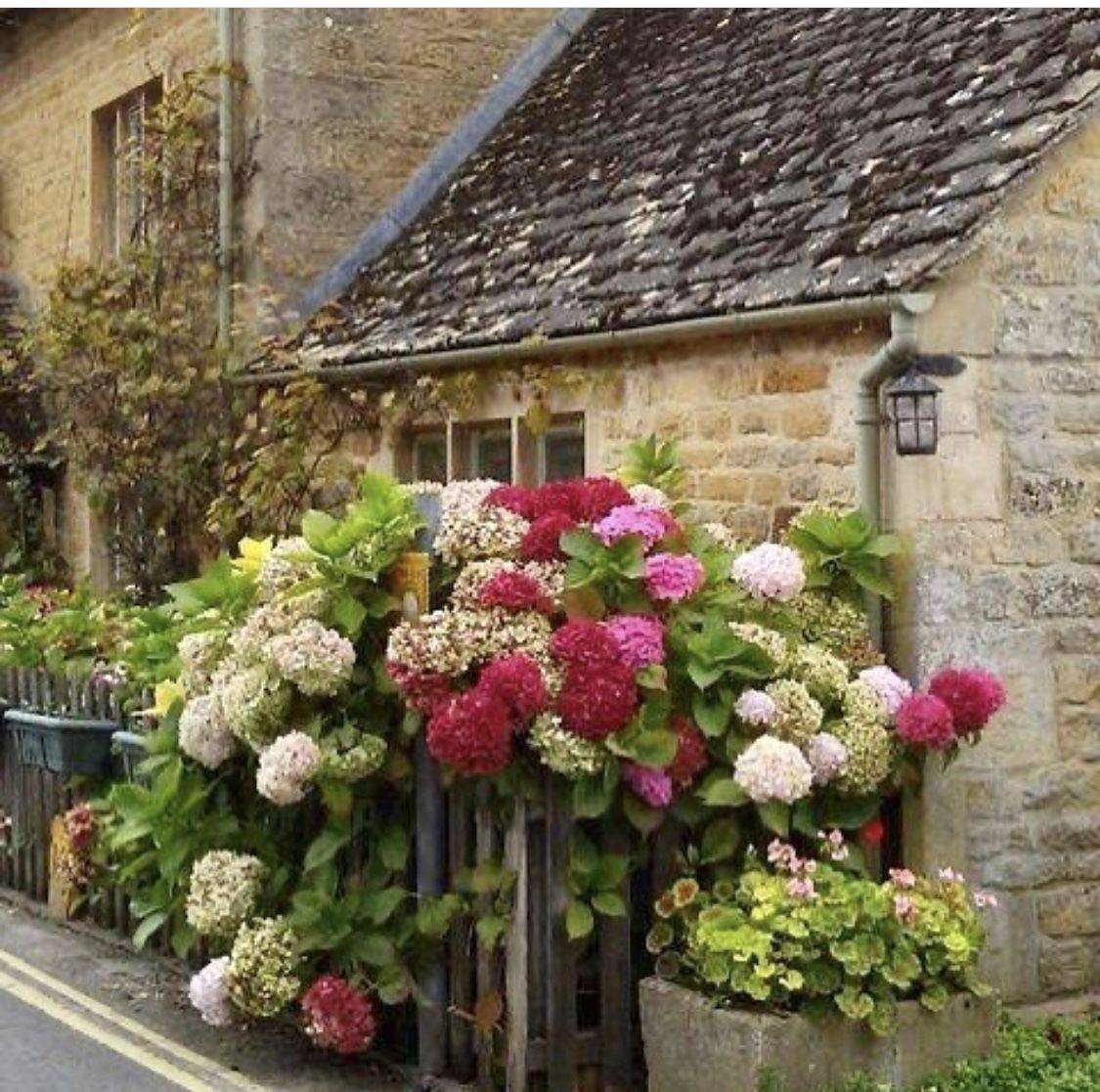This Beautiful Flower Tunnel