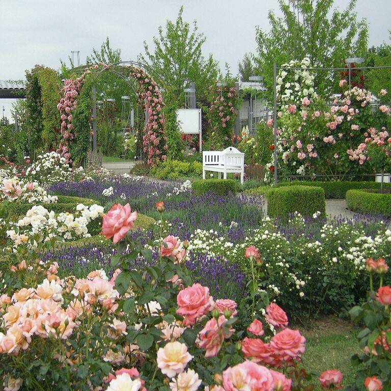 Amazing Backyard Rose Garden Ideas