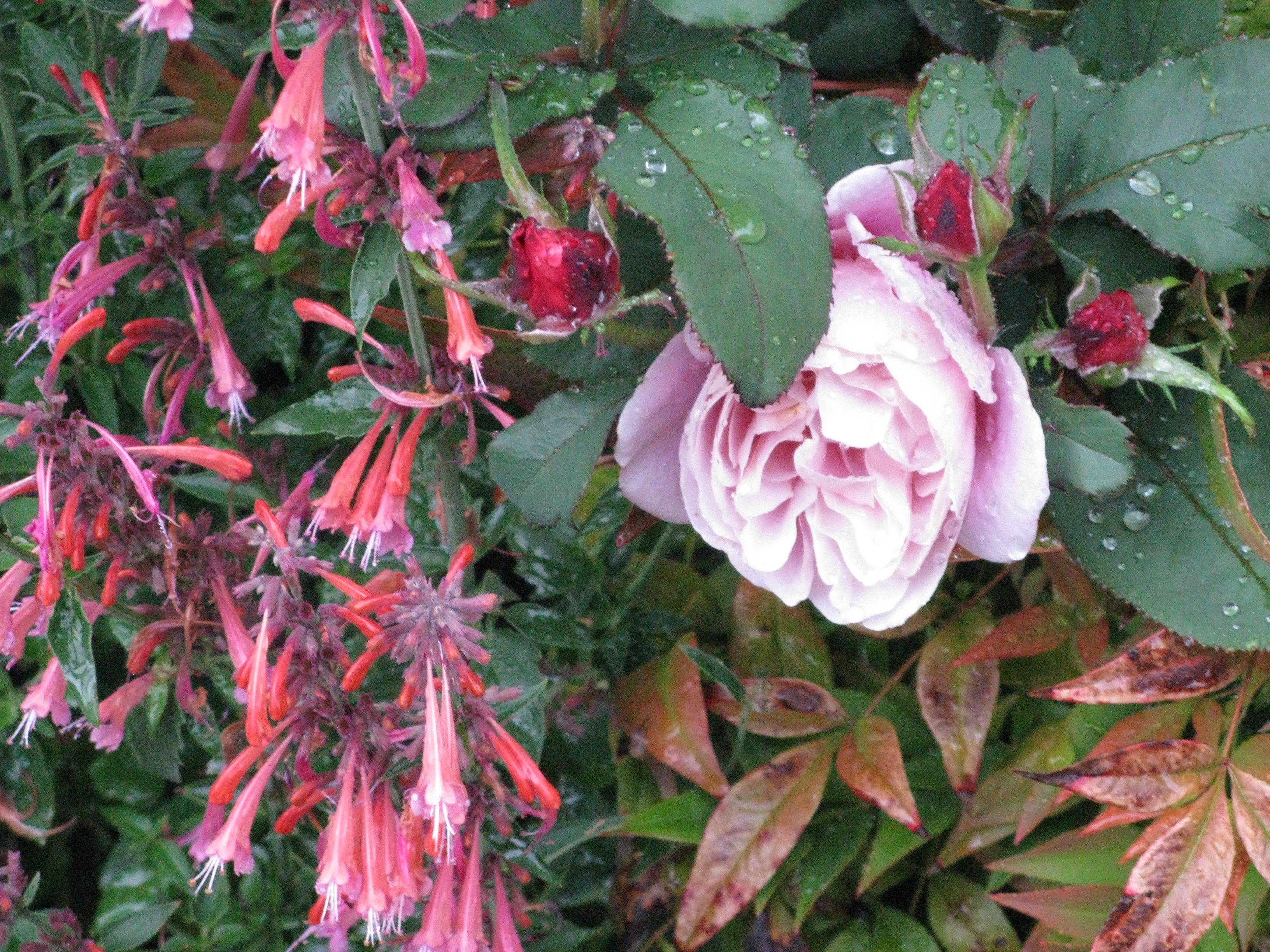 Amazing Rose Garden Design Ideas Rose Garden Design Small Rose