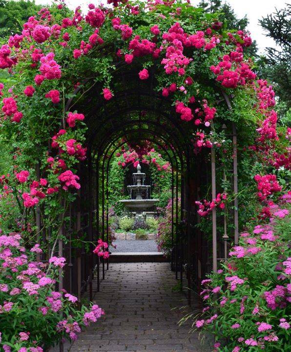 Australias Best Rose Gardens