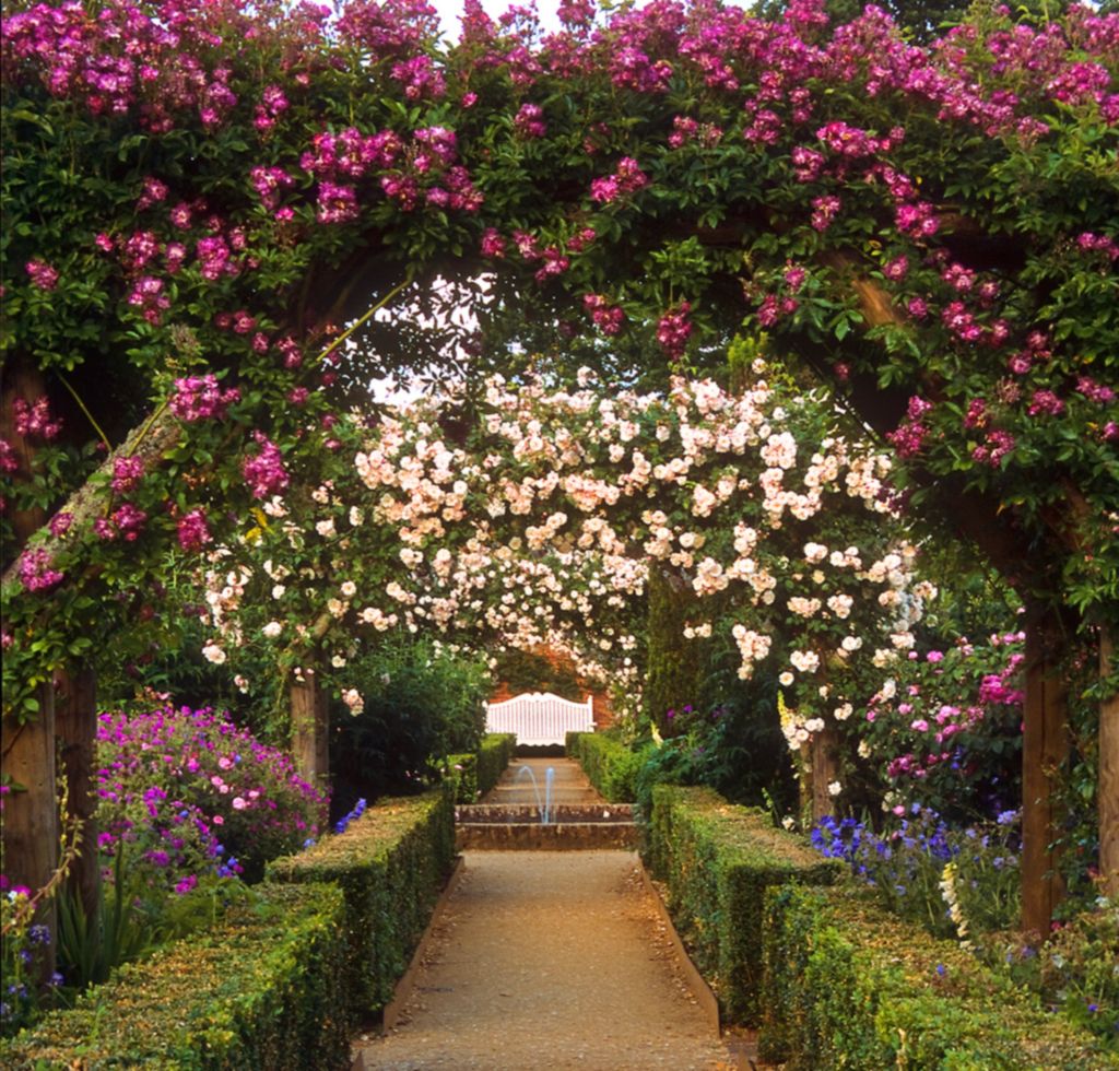 The Rose Garden