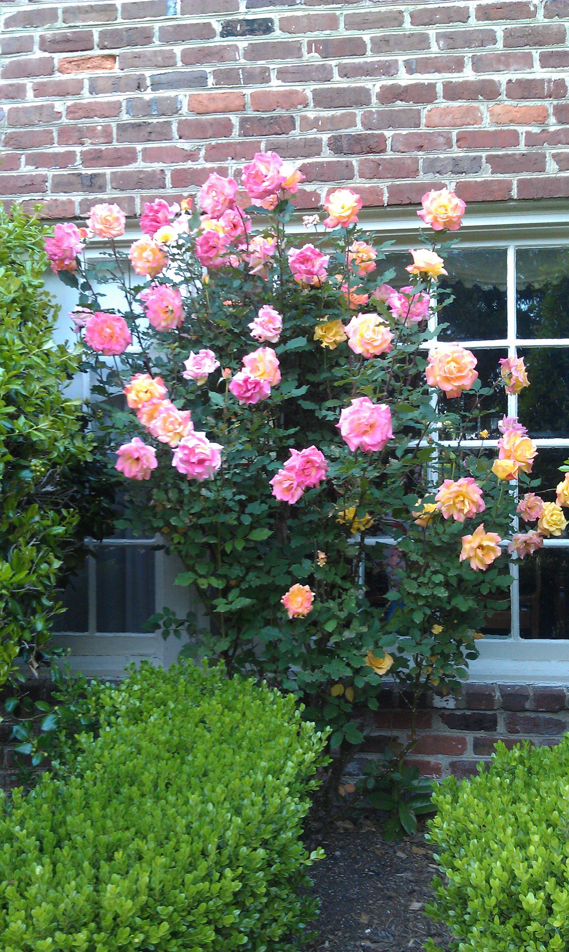 The Roses Database Gardenorg