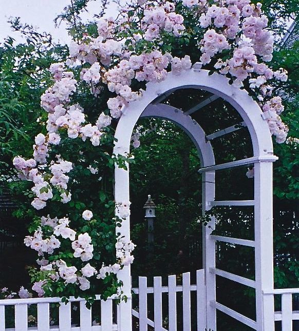 Stunning Extending Trellis