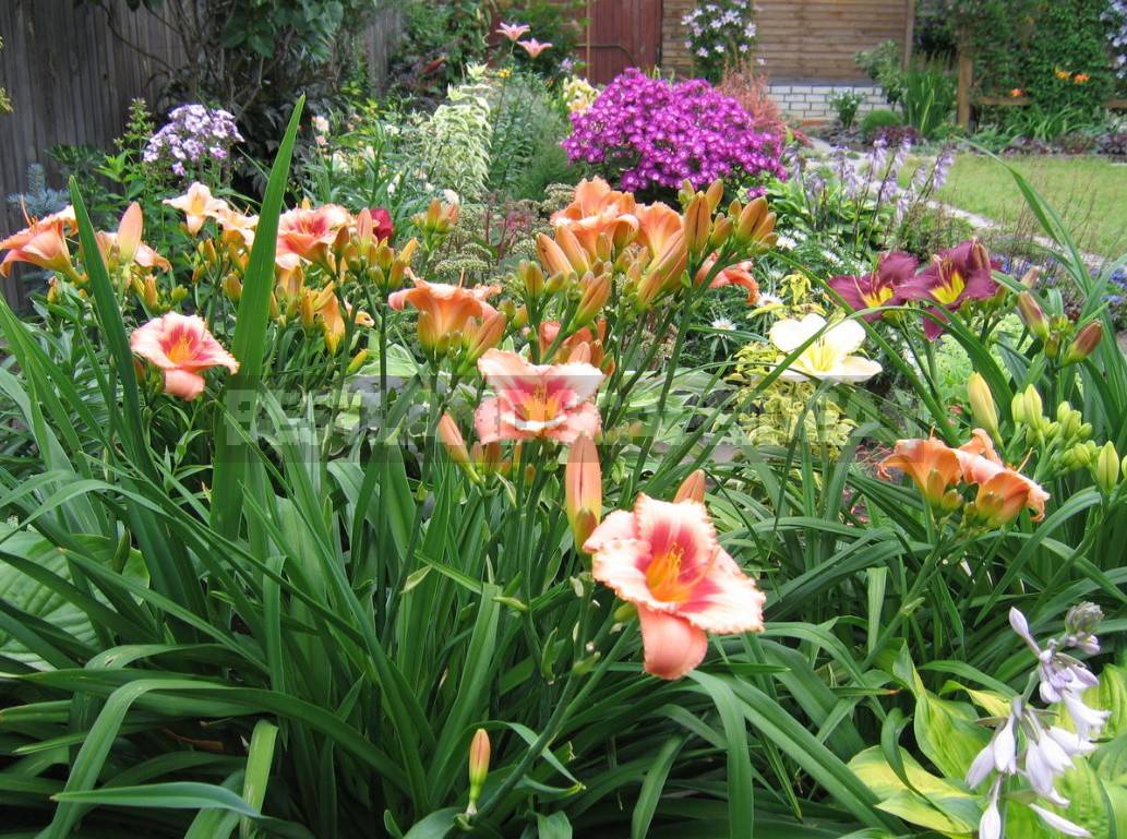 Beautiful And Undemanding Garden Design Ideas