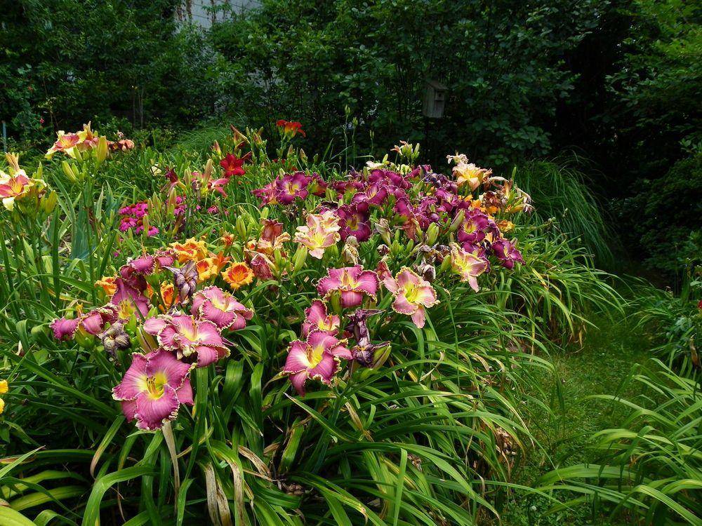Daylilies In Garden Design Best Landscape Ideas