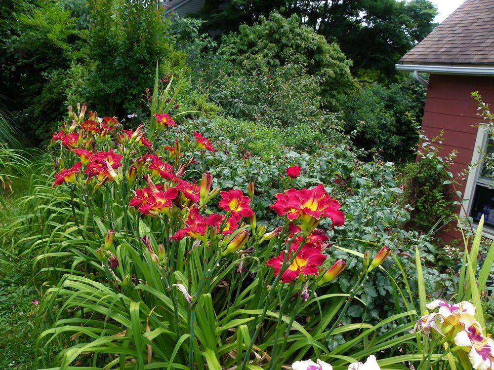 Day Lilies