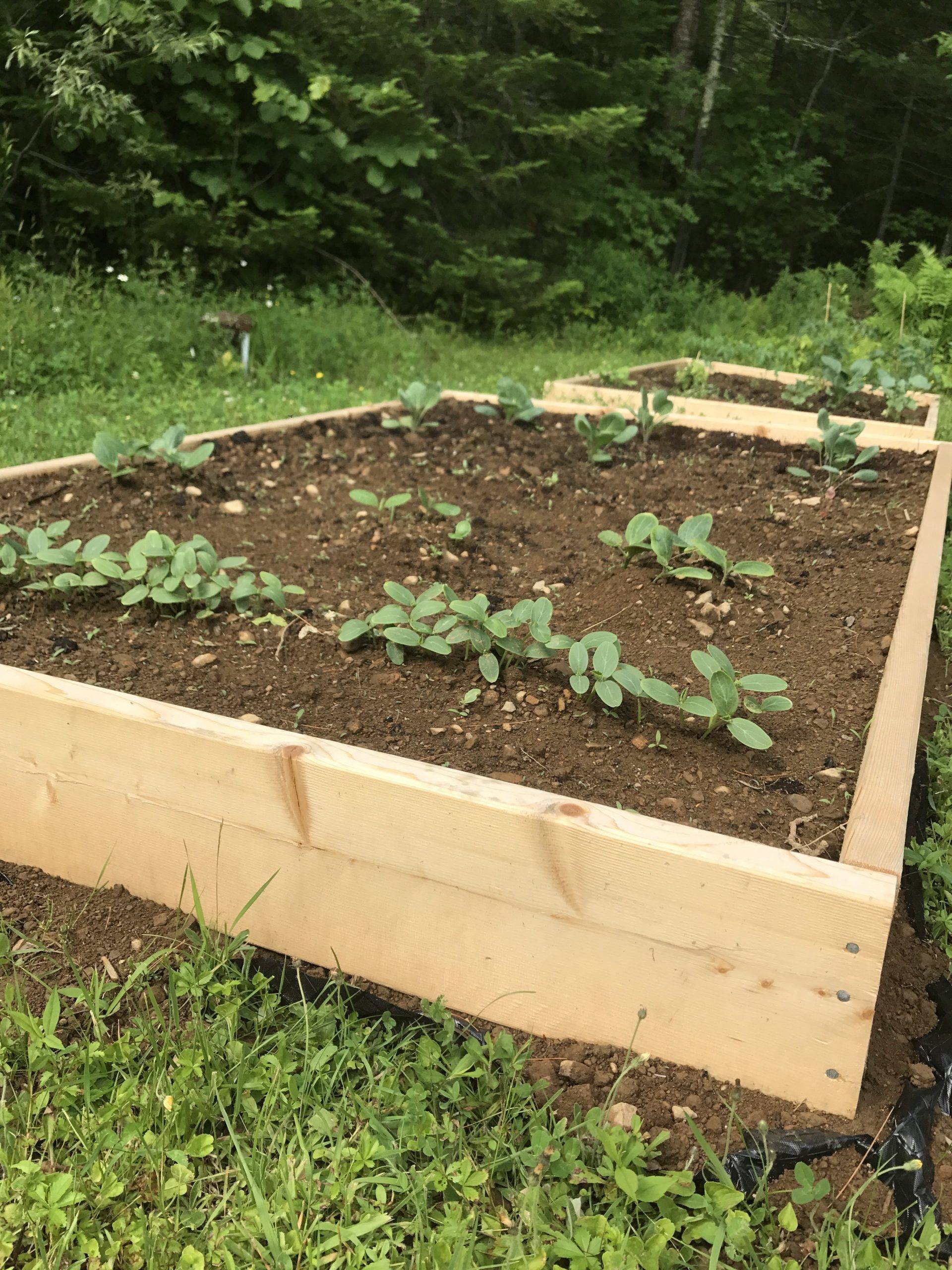 Beautiful Diy Raised Garden Beds Ideas