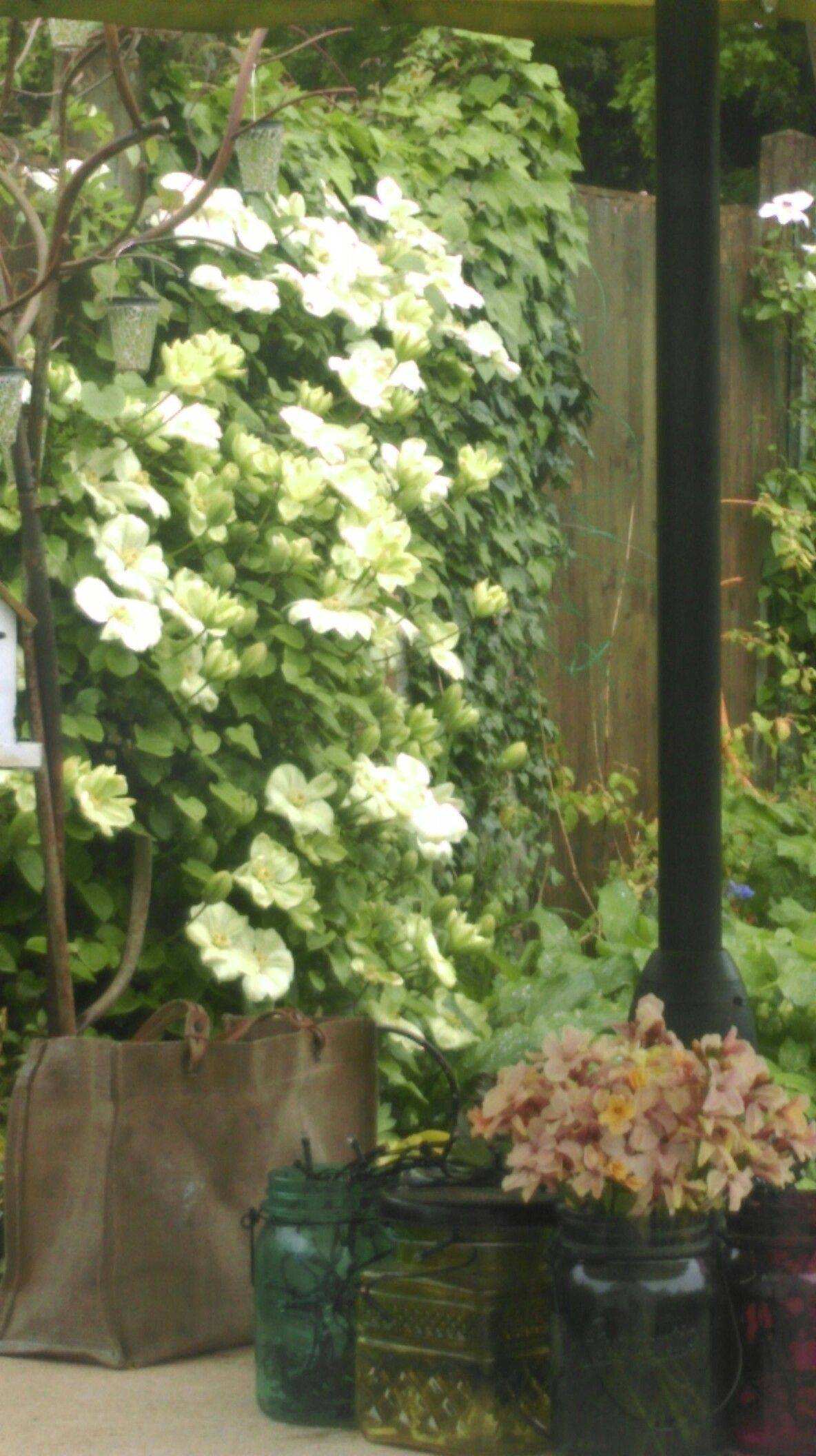 Whitemoonlight Garden Ideas