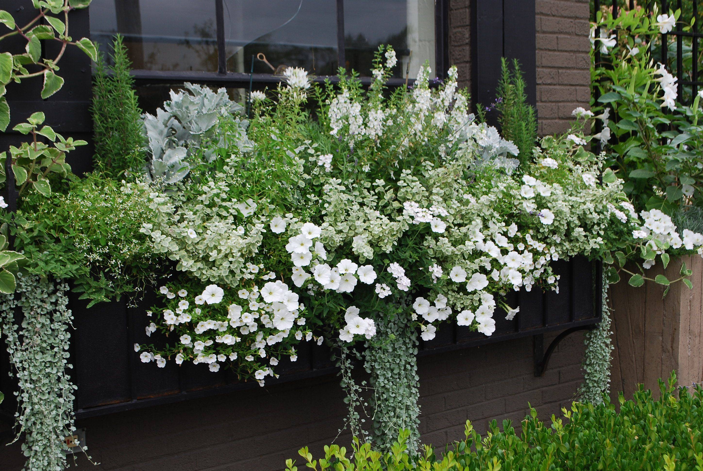 Garden White Garden Ideas