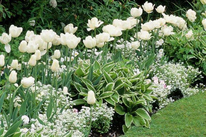 White And Pink Begonia Garden Edge