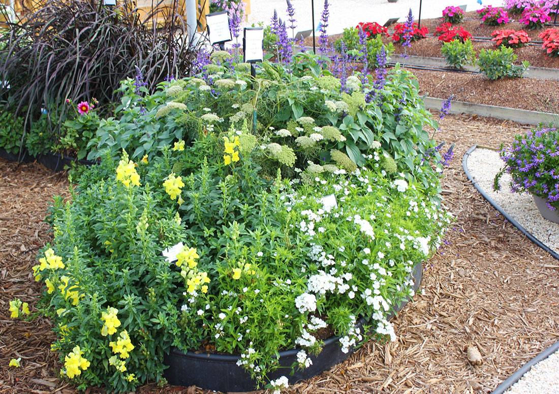 21 Cutting Garden Ideas Worth to Check SharonSable