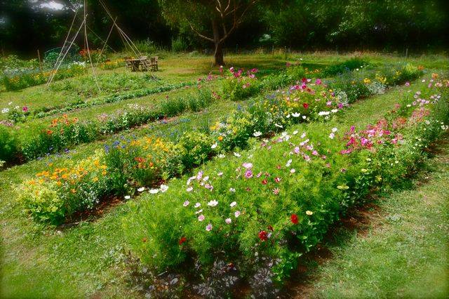 Cutting Garden Uk