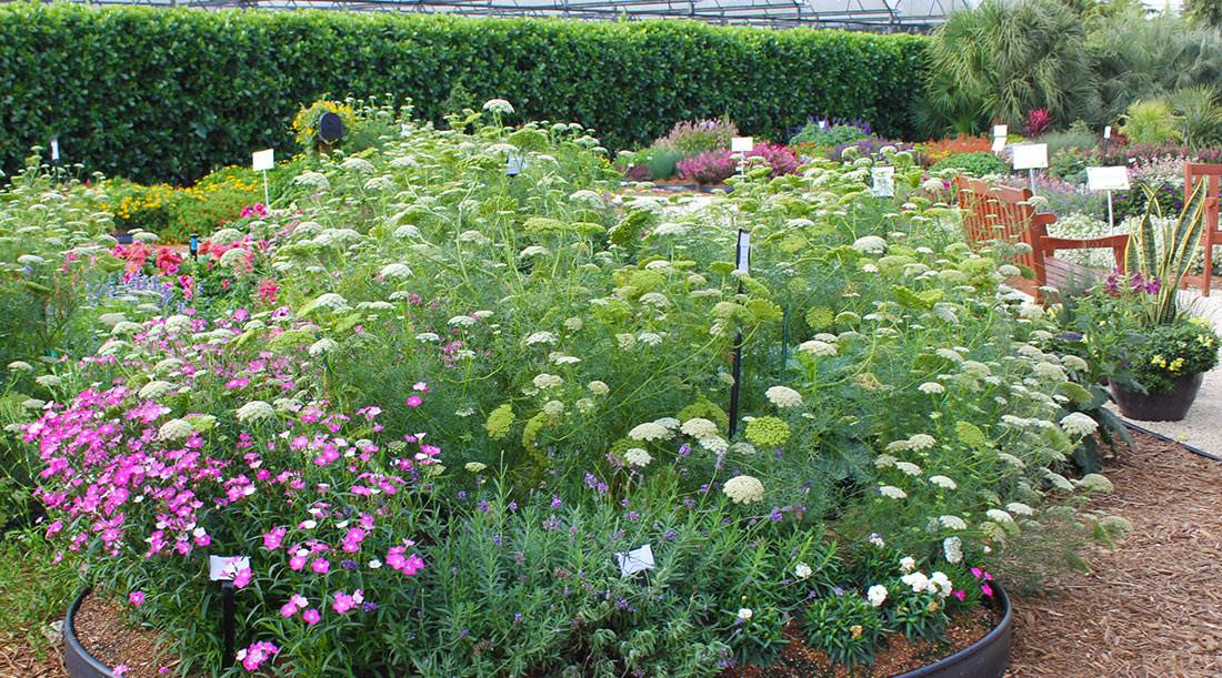 A Cutting Garden