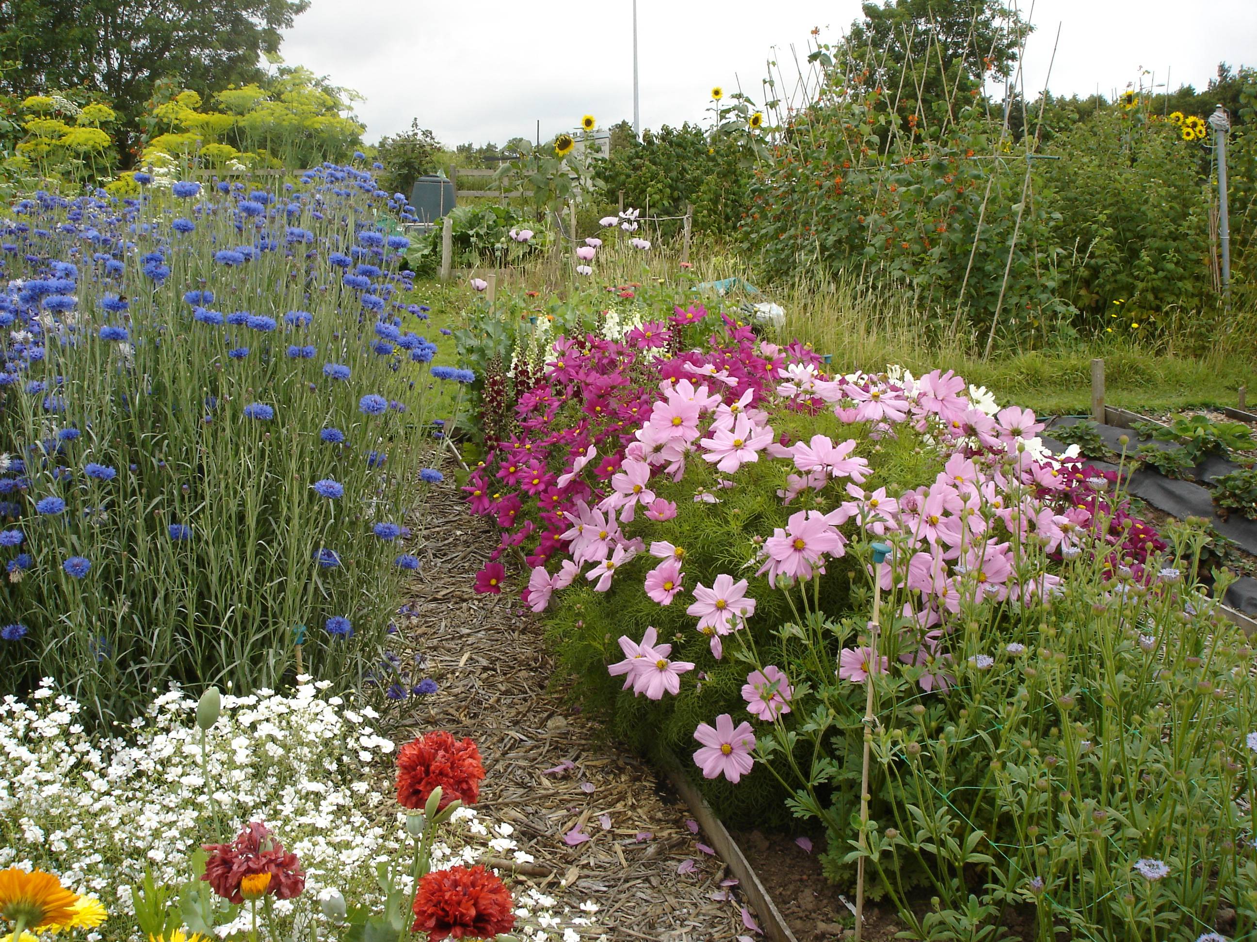 Small Space Cut Flower Garden Ideas