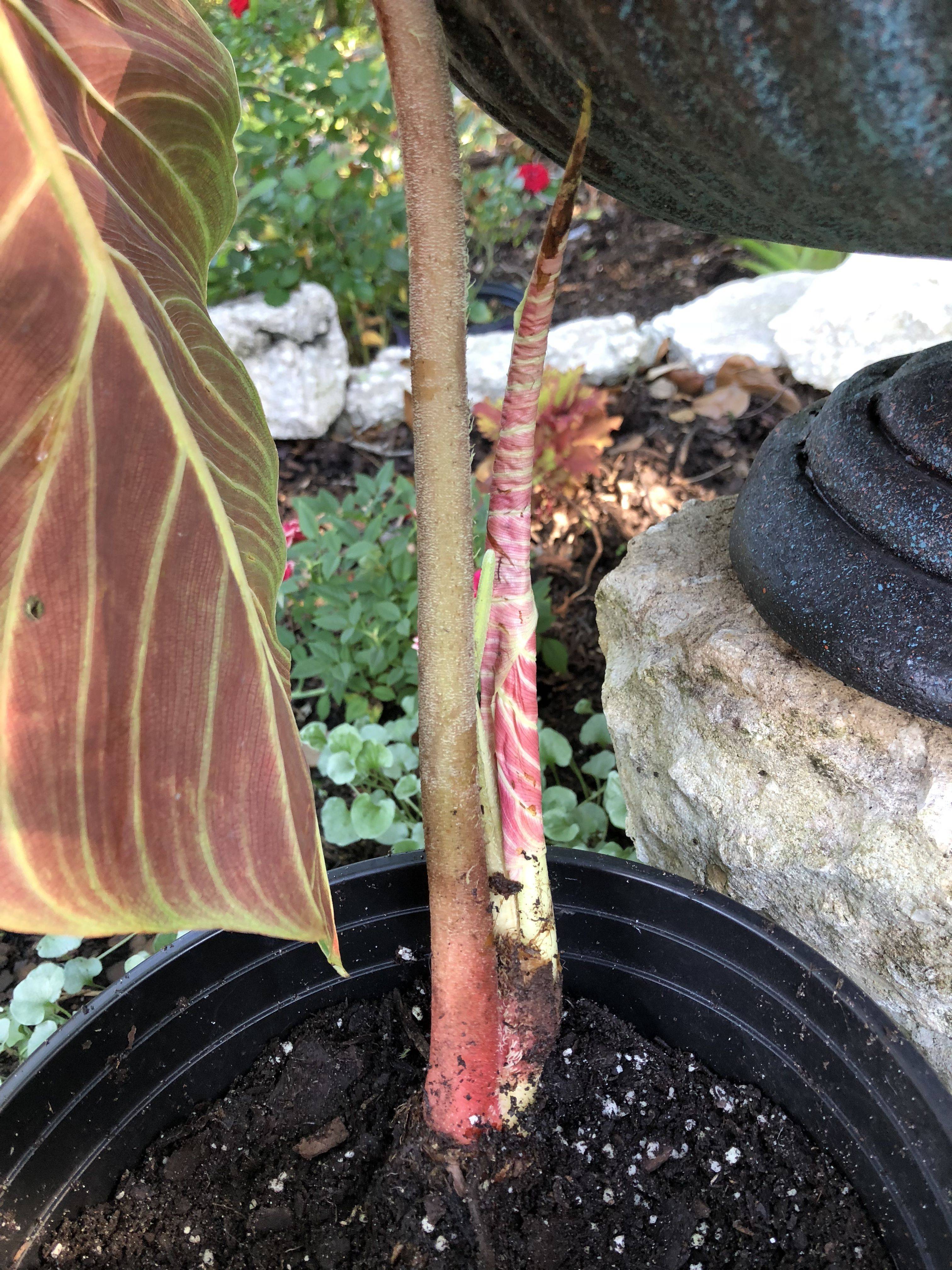 Garden Theme Sweet Table Baby Shower Sweets