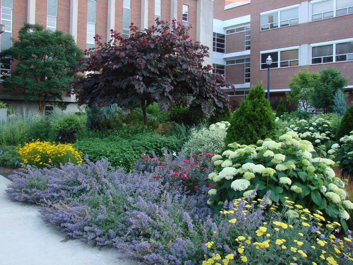 Easy Care Garden Ideas