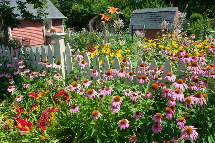 Great Perennial Border