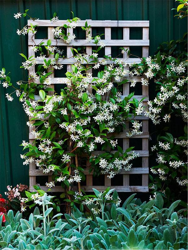 Beautiful And Functional Trellis Ideas