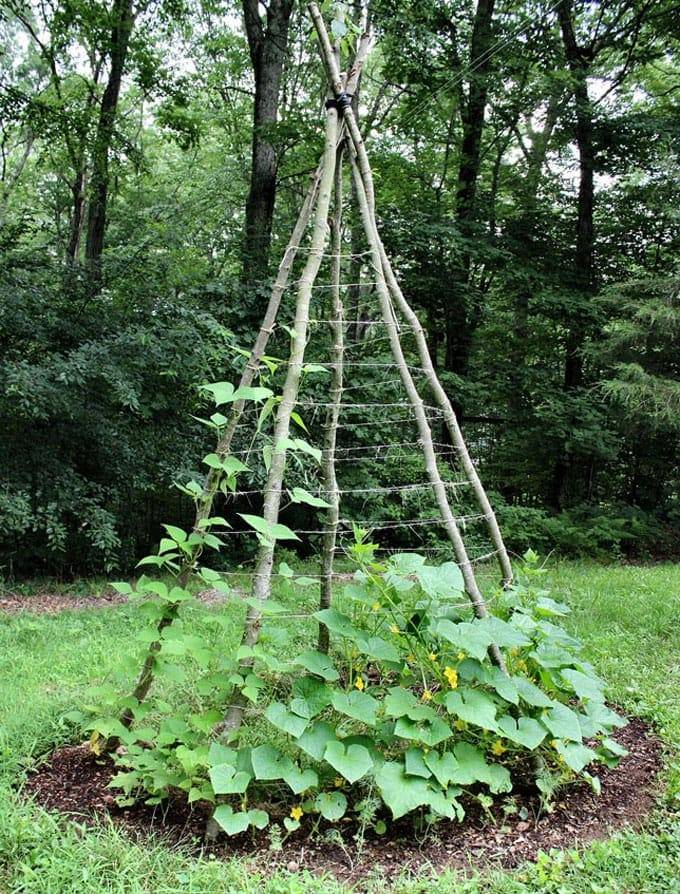 Easy Diy Garden Trellis Ideas